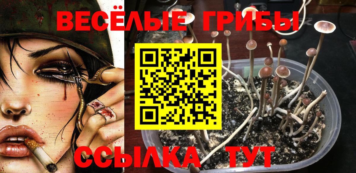 Галлюциногенные грибы Psilocybine cubensis  Вход с VPN  Гусев  Псилоцибиновые грибы Cubensis 