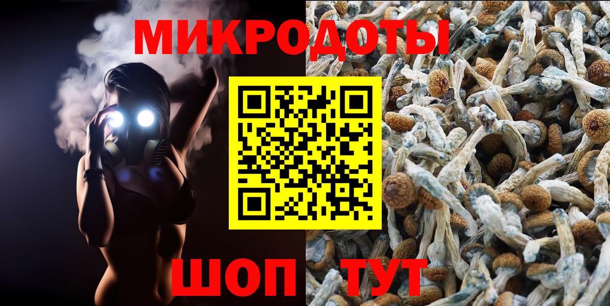 Галлюциногенные грибы Psilocybe Гусев